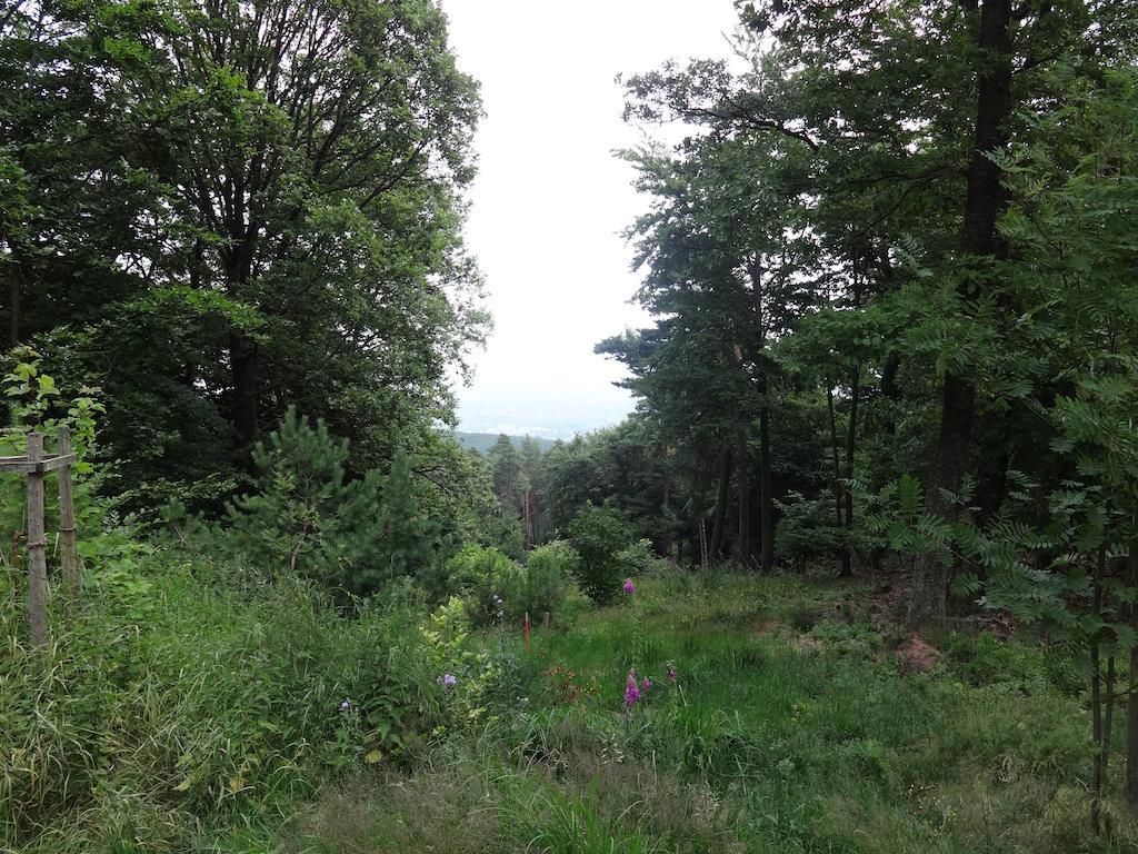 Landgasthof Jaegerstuebchen Neustadt an der Weinstrasse Bagian luar foto